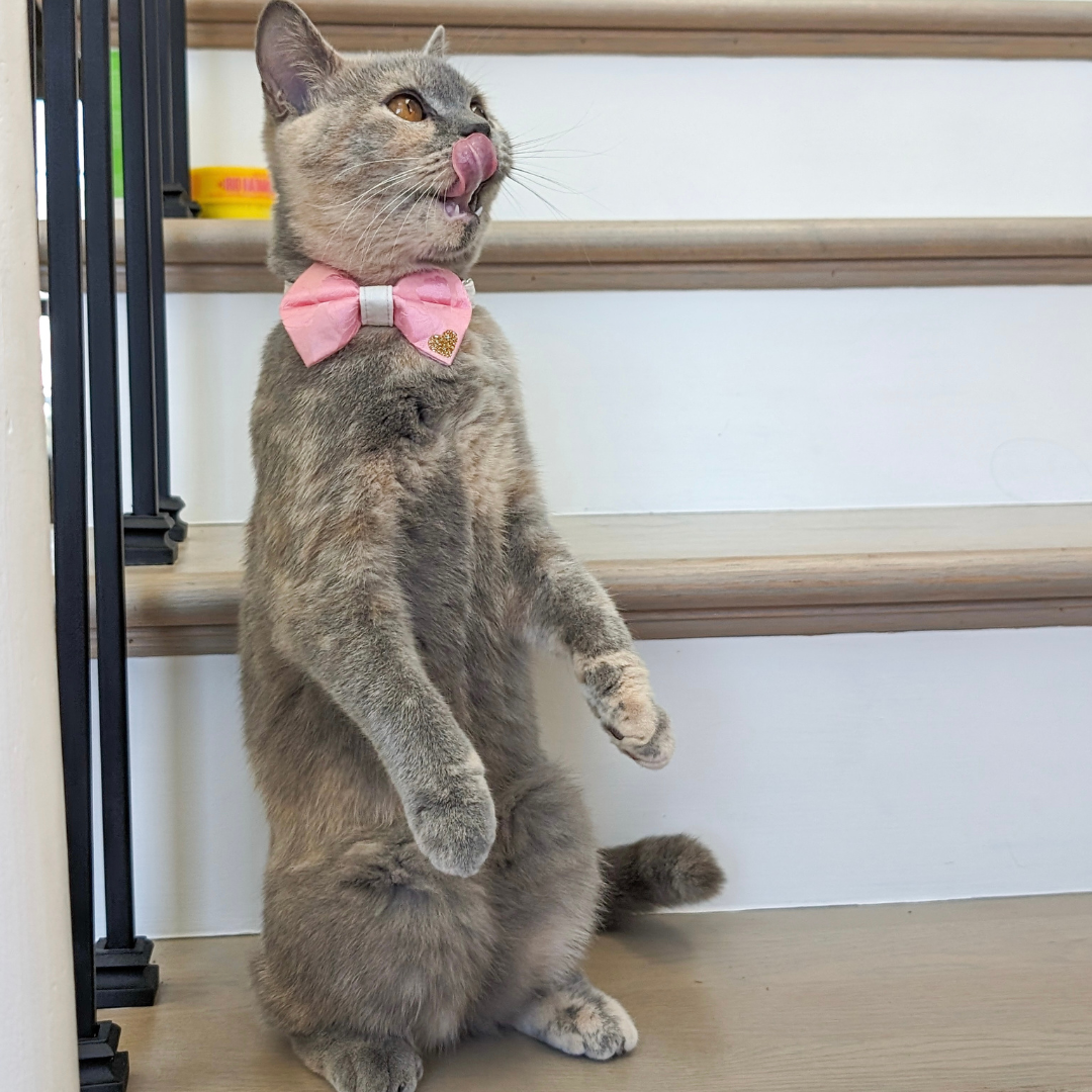 Pink Floral Mulberry Silk Bow Tie