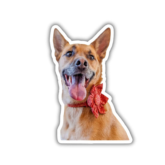 Custom Pet Sticker Keepsake Set