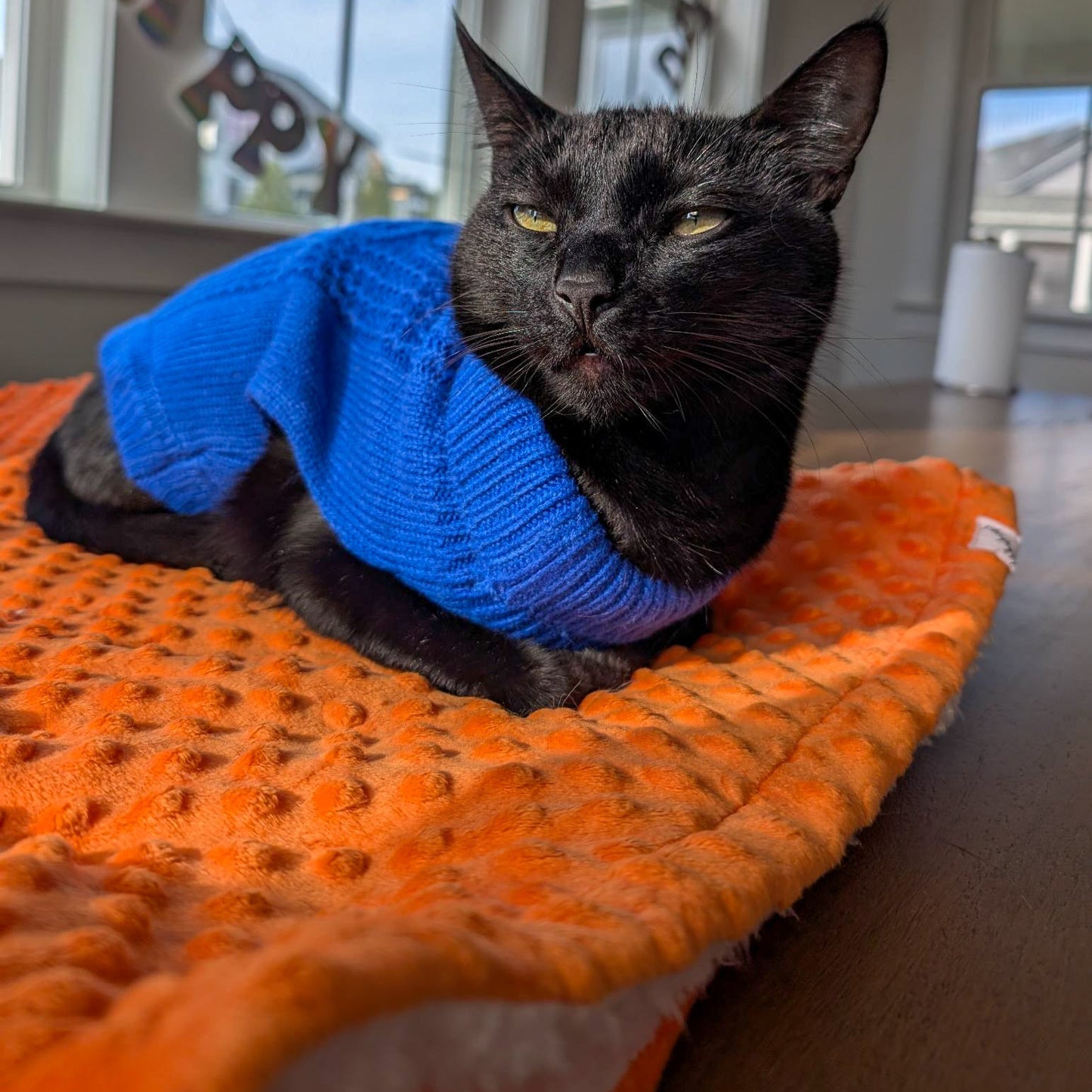 Black cat wearing a blue sweater sitting on an orange pet bed indoors.