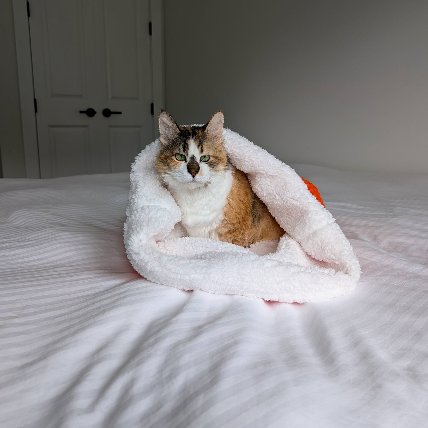 Cat inside pet burrow on a bed