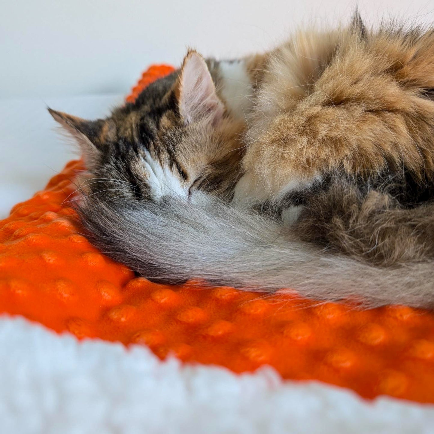 Cat sleeping on an orange pet bed with a white background