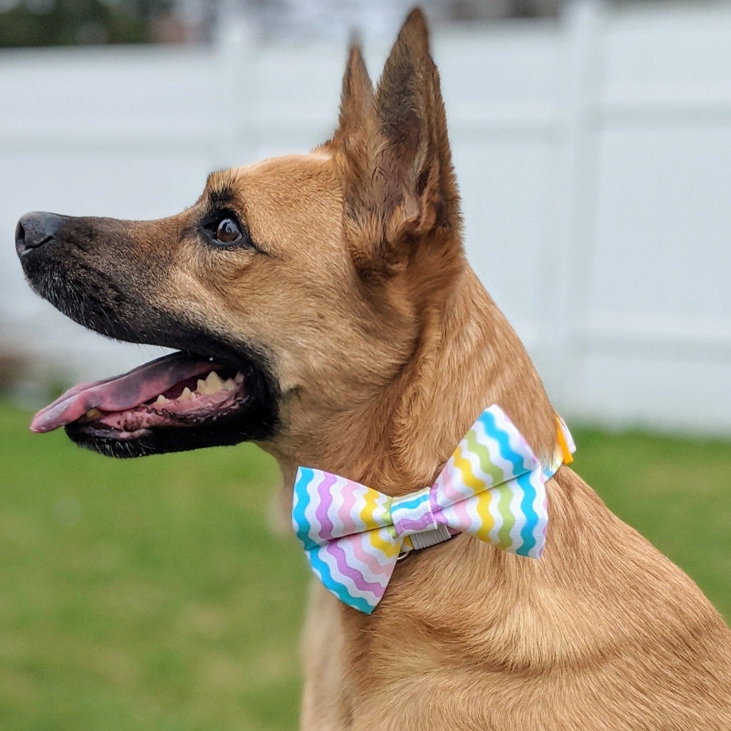 Pastel Rainbow Waves Collar and Bow Tie - Whiskerful 7