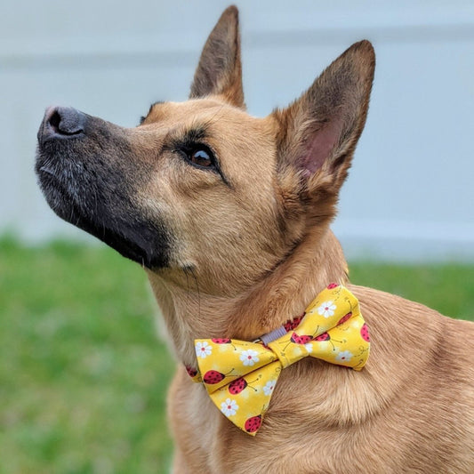 Yellow Lady Bug & Daisy Flower Collar and Bow Tie - Whiskerful 4