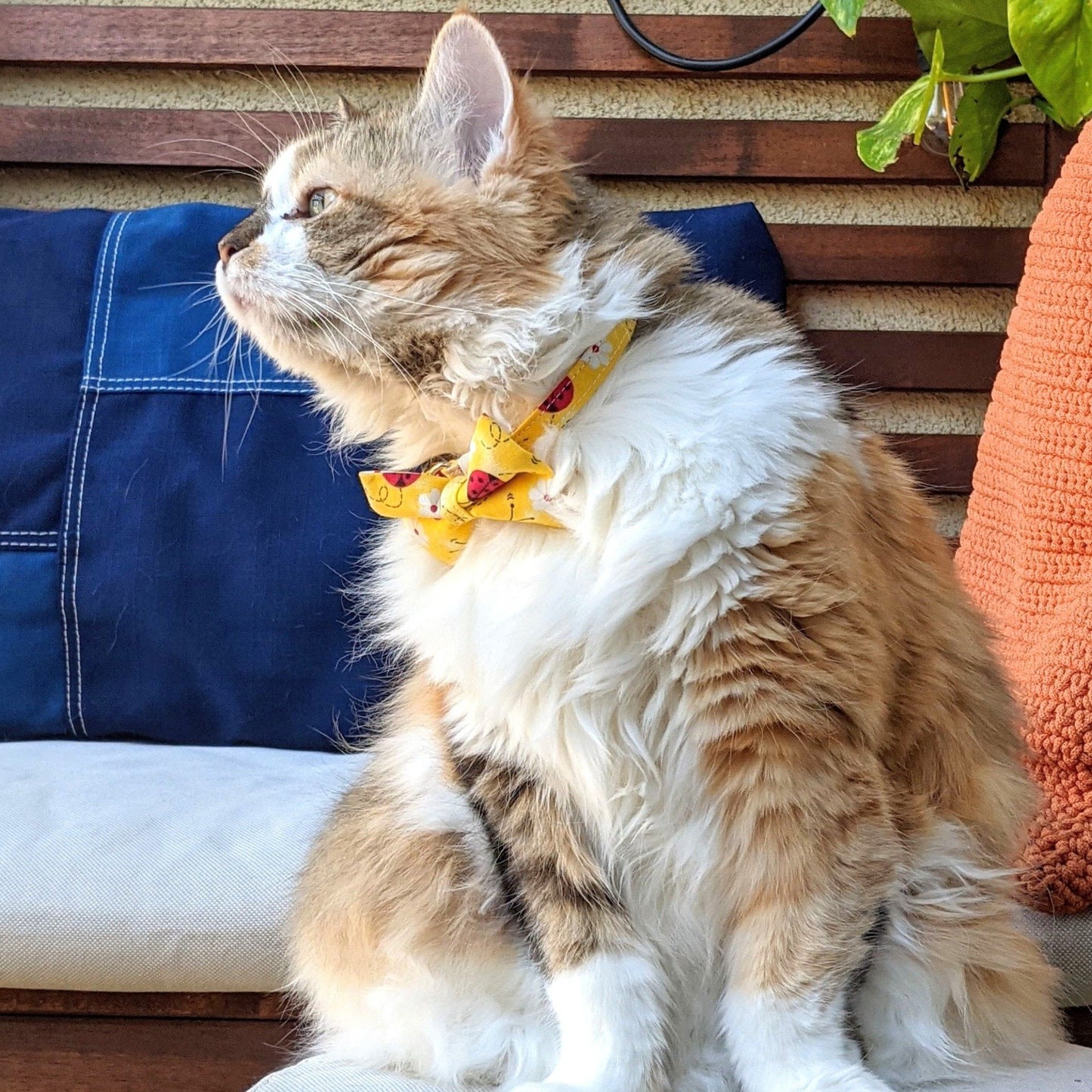 Yellow Lady Bug & Daisy Flower Collar and Bow Tie - Whiskerful 8