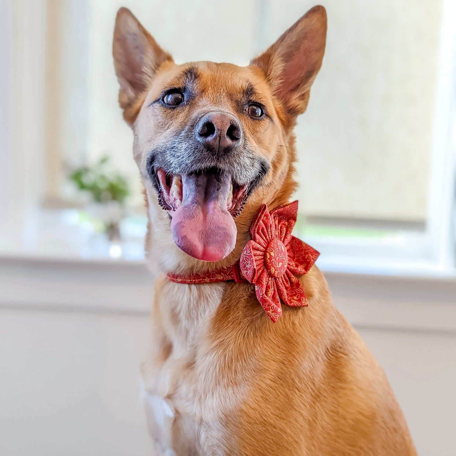 Most Loved Pet Accessories