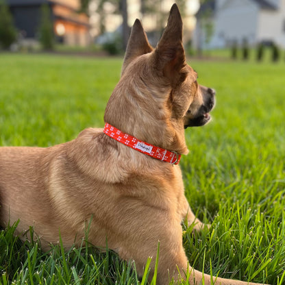 Bright Orange with Whimsical White Floral Collar