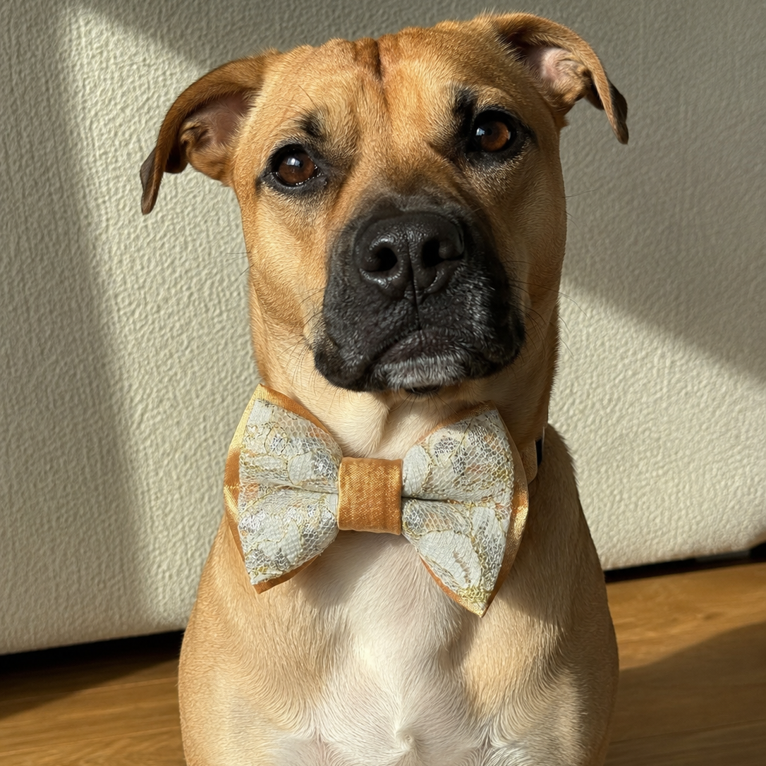 Izzy Bow