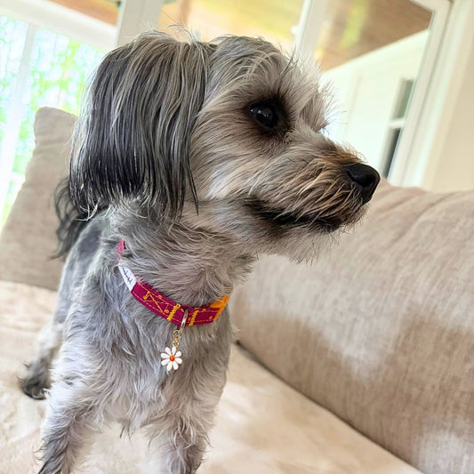 Magenta & Golden Polka Dot Collar with Daisy Charm