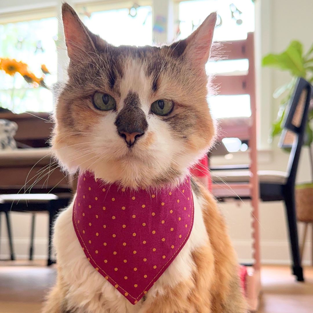 Magenta & Golden Polka Dot Snap-On Bandana