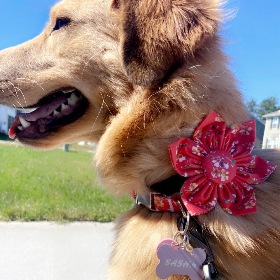 Dog with a red floral collar and name tag on a sunny day