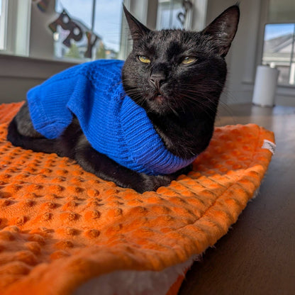Black cat wearing a blue sweater sitting on an orange pet bed indoors.