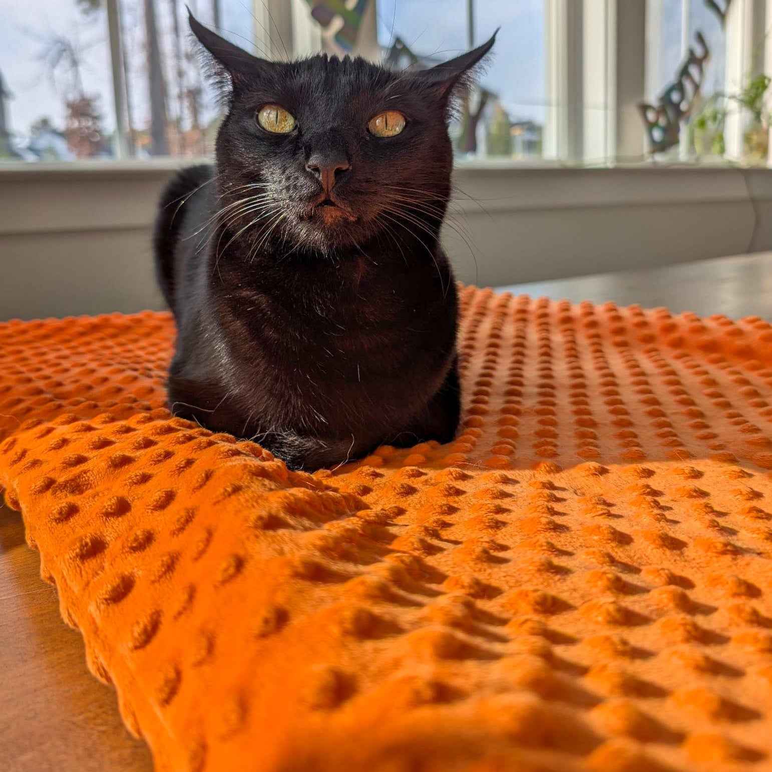 Black cat sitting on an orange textured pet bed with a window in the background