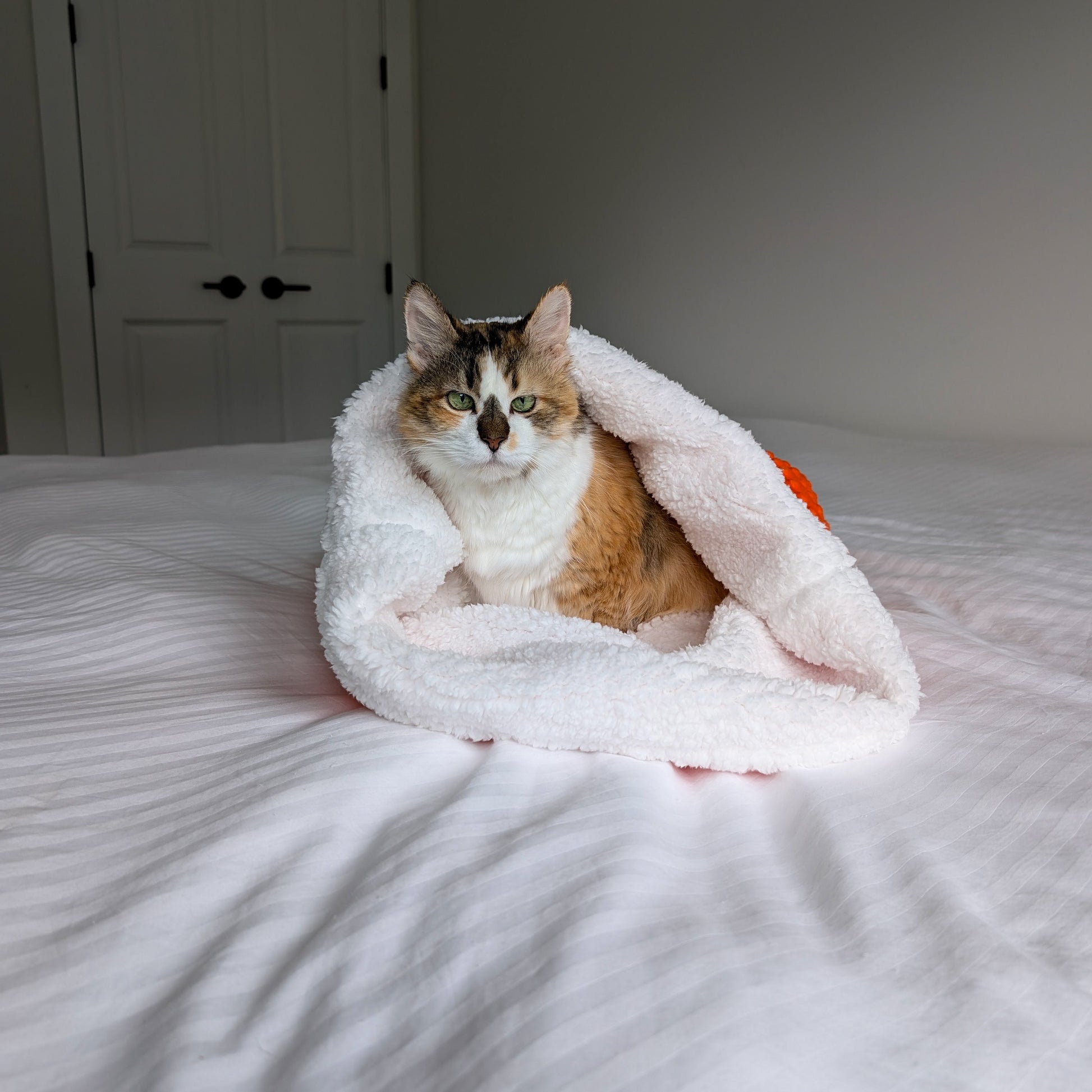 Cat inside pet burrow on a bed