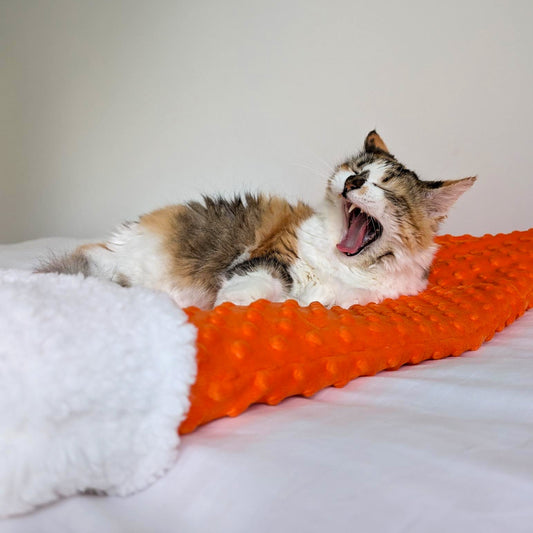 Cat yawning on an orange bed with a white background