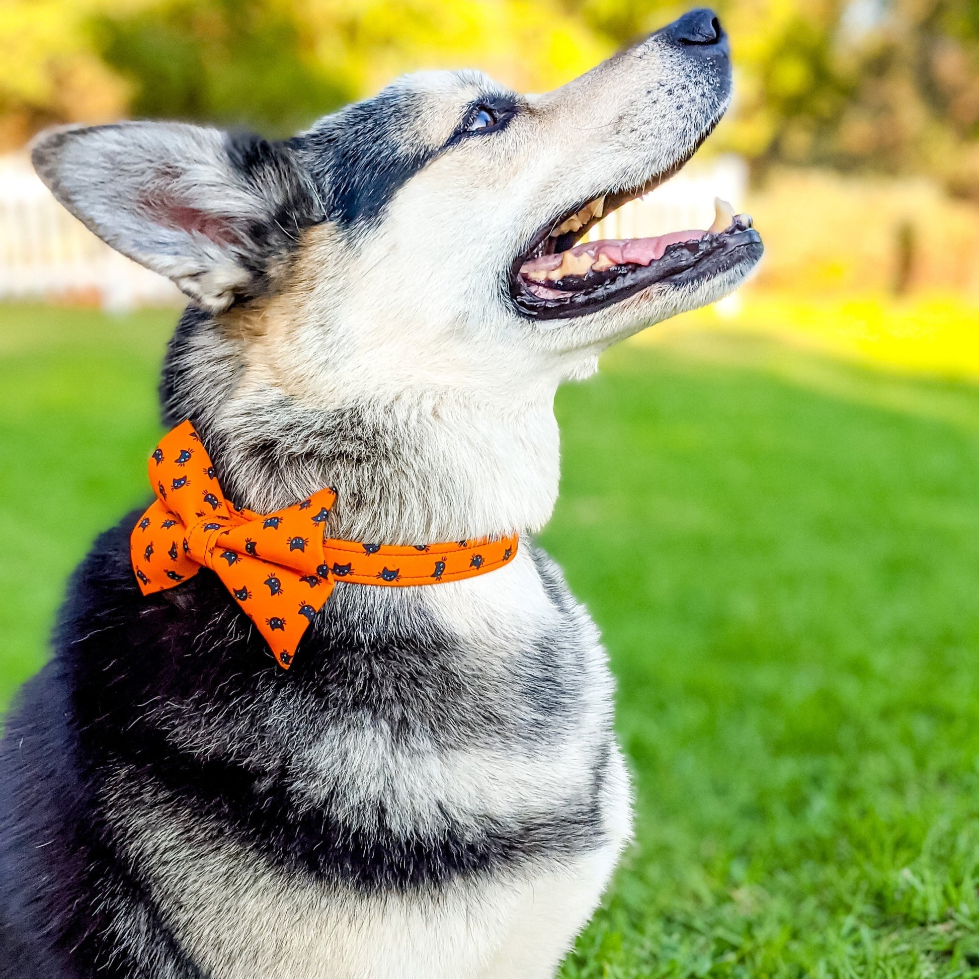 HalloweenBlackCat_BowTie1_lowres-Whiskerful.jpg