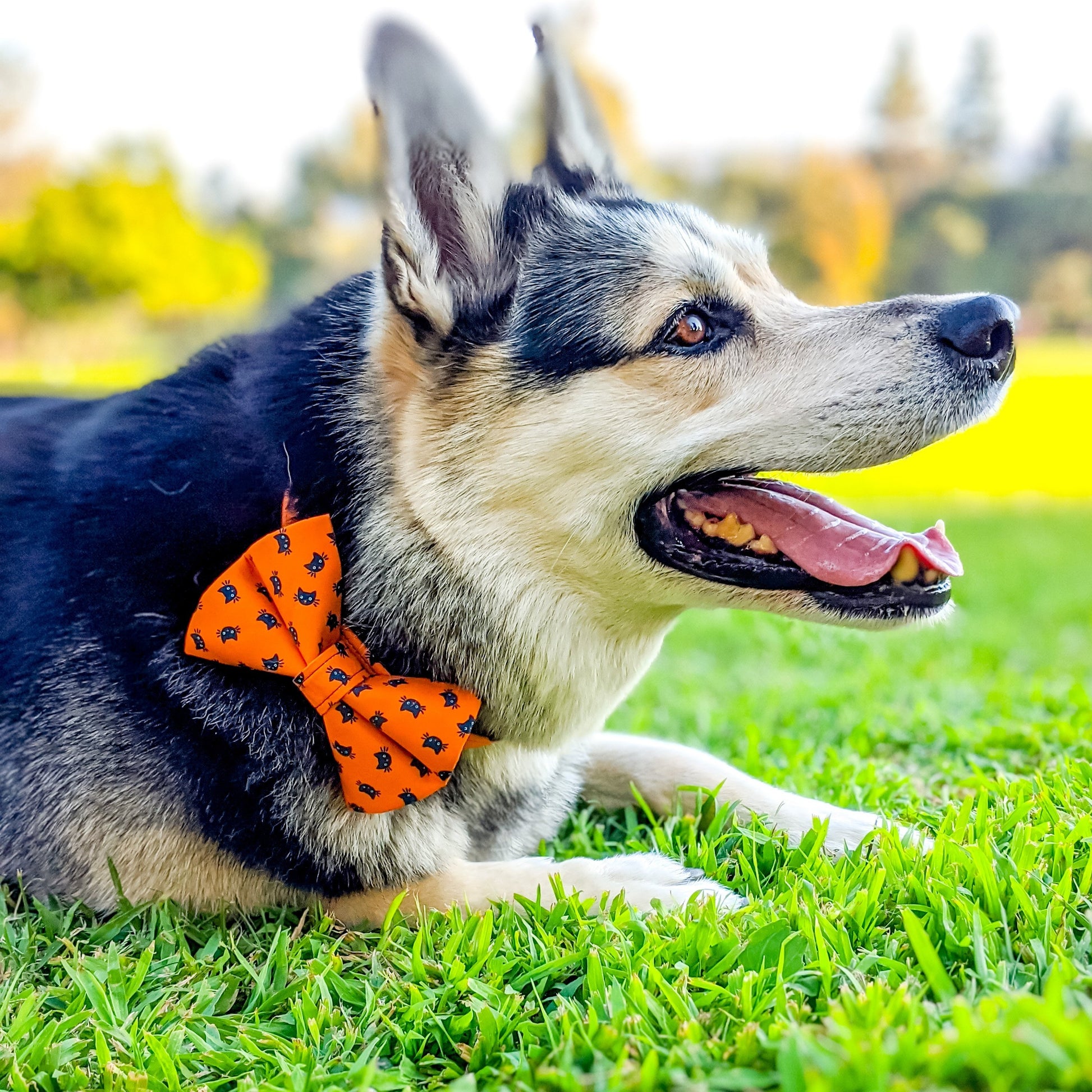 Halloween Black Cat_Bow Tie3_lowres-Whiskerful.JPG