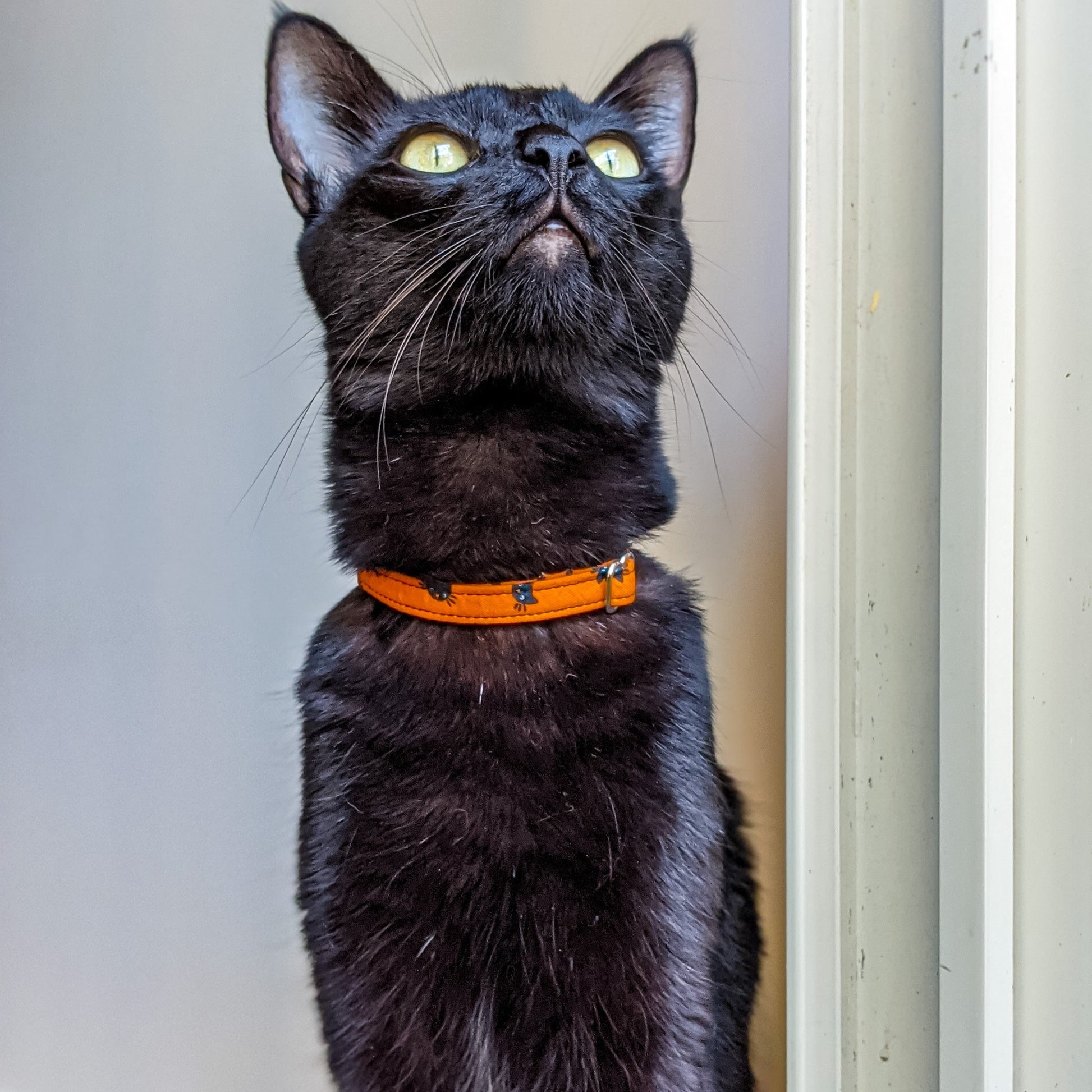 HalloweenBlackCat_Collar1_lowres-Whiskerful.jpg