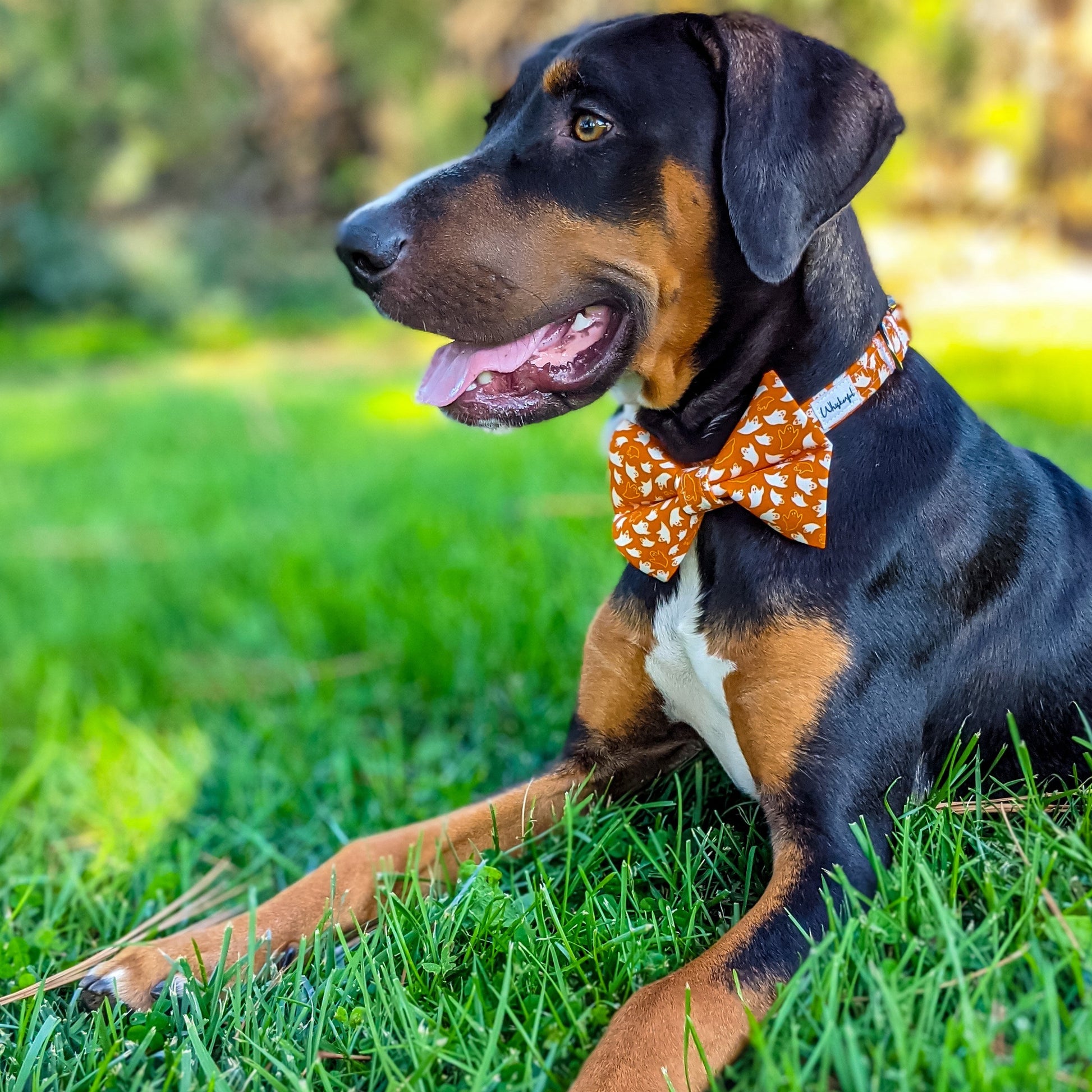 HalloweenGhost_BowTie5_lowres-Whiskerful.jpg