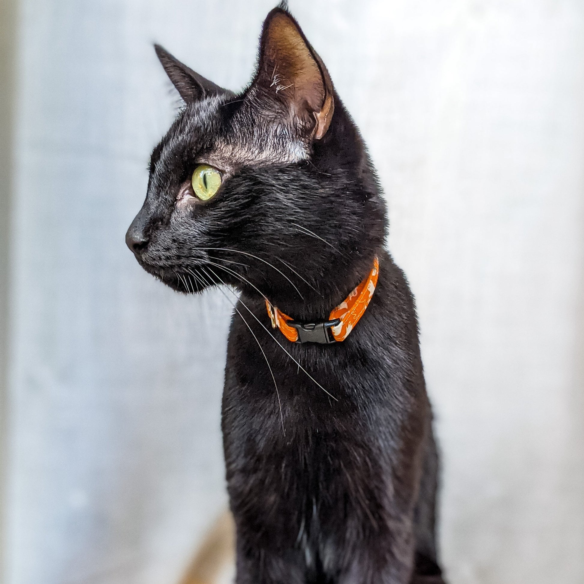 Halloween Ghost_Collar1_lowres-Whiskerful.JPG