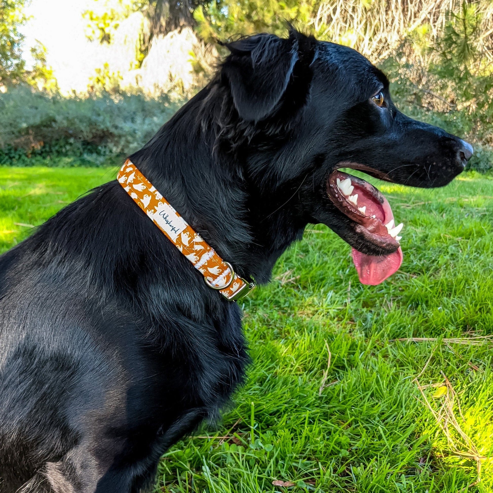 Halloween Ghost_Collar3_lowres-Whiskerful.JPG