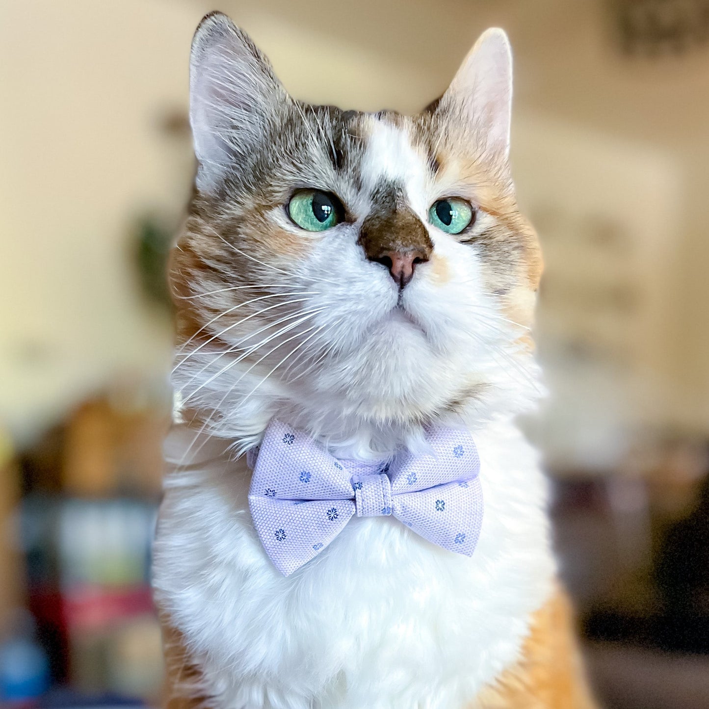 Izzy_Whiskerful-Lilac and Blue Flowers Bowtie and Collar lowres