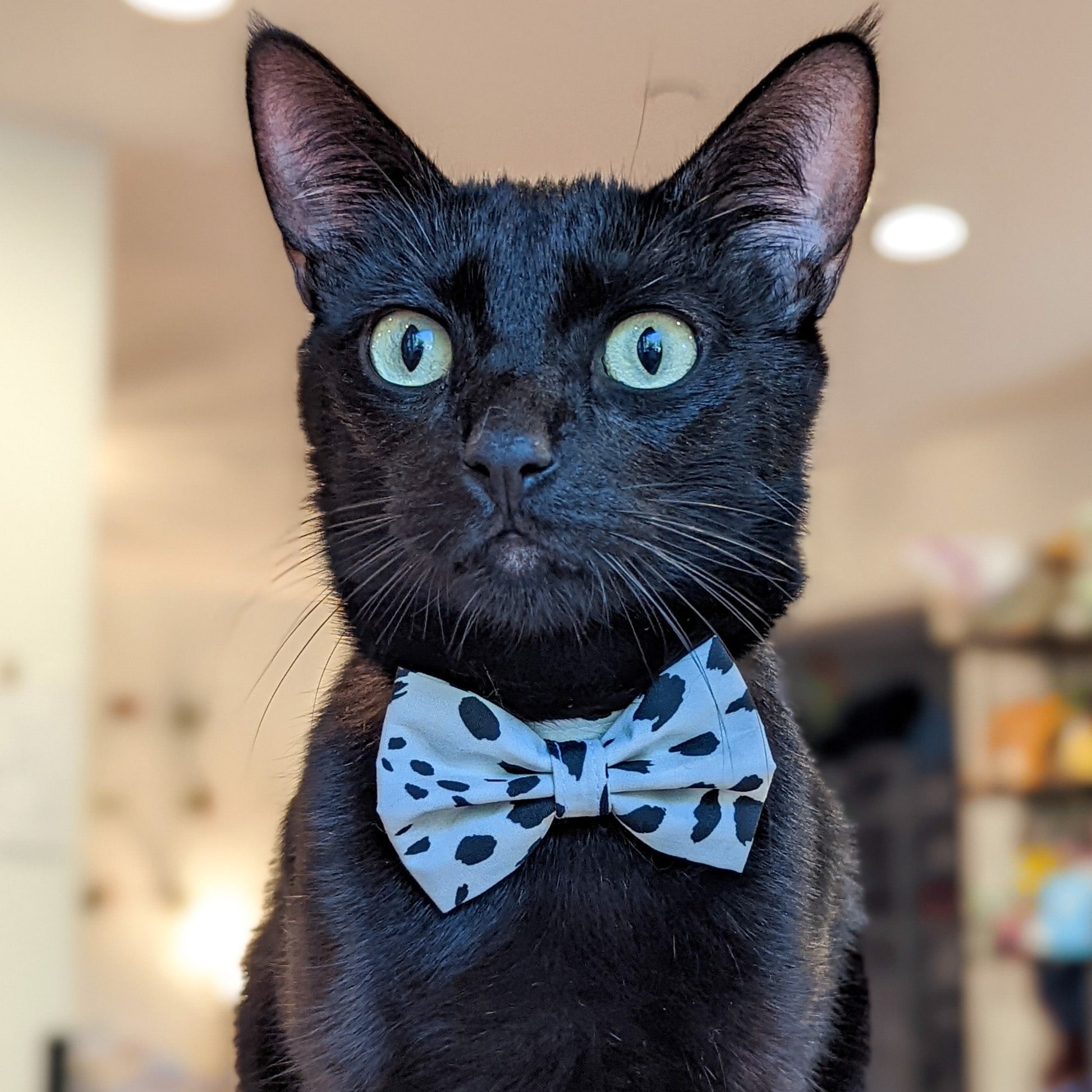    Milo-BlackandWhiteAnimalPrint-Collarandbowtielowrescopy