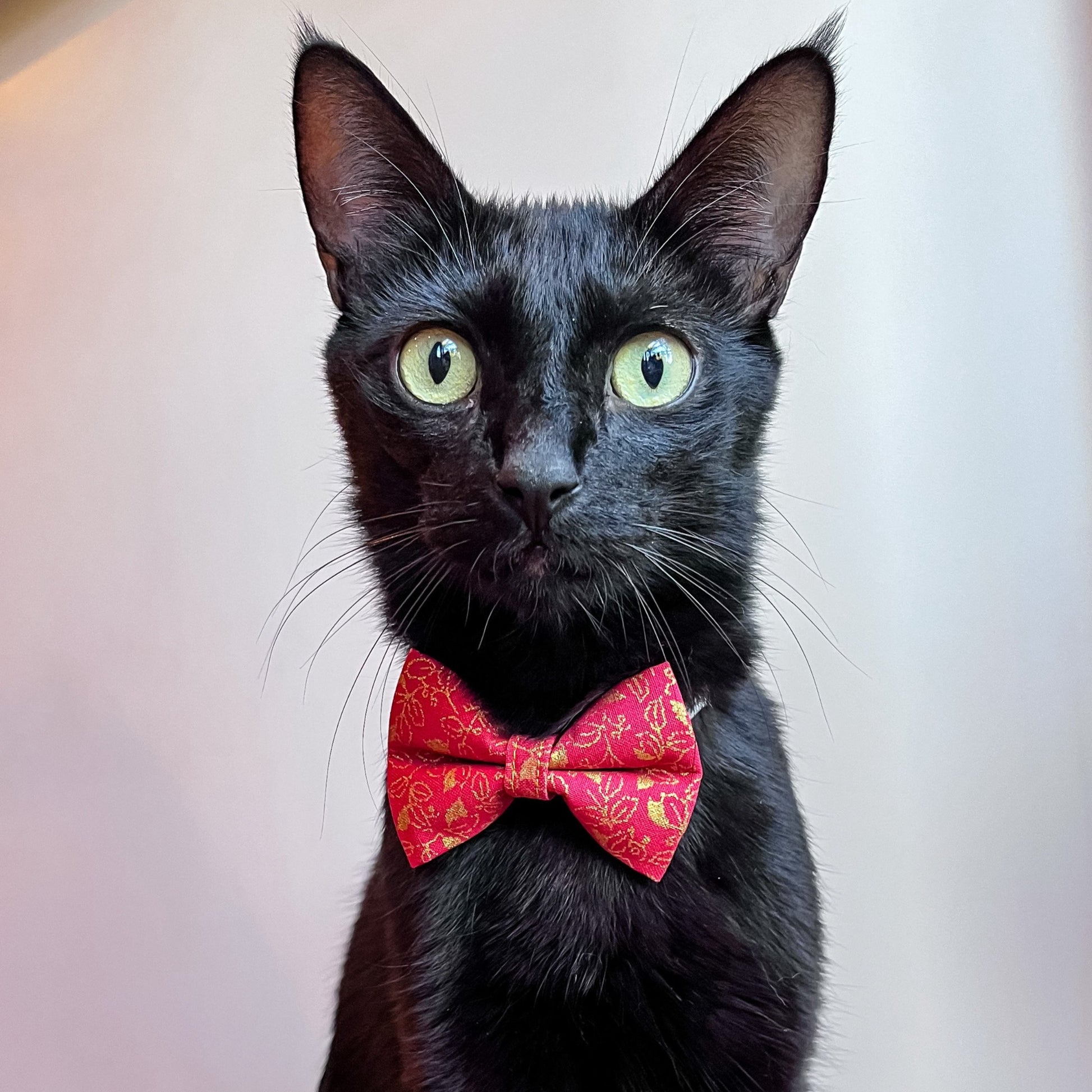 Milo-LuckyRedandGoldenLeaves-lowres3