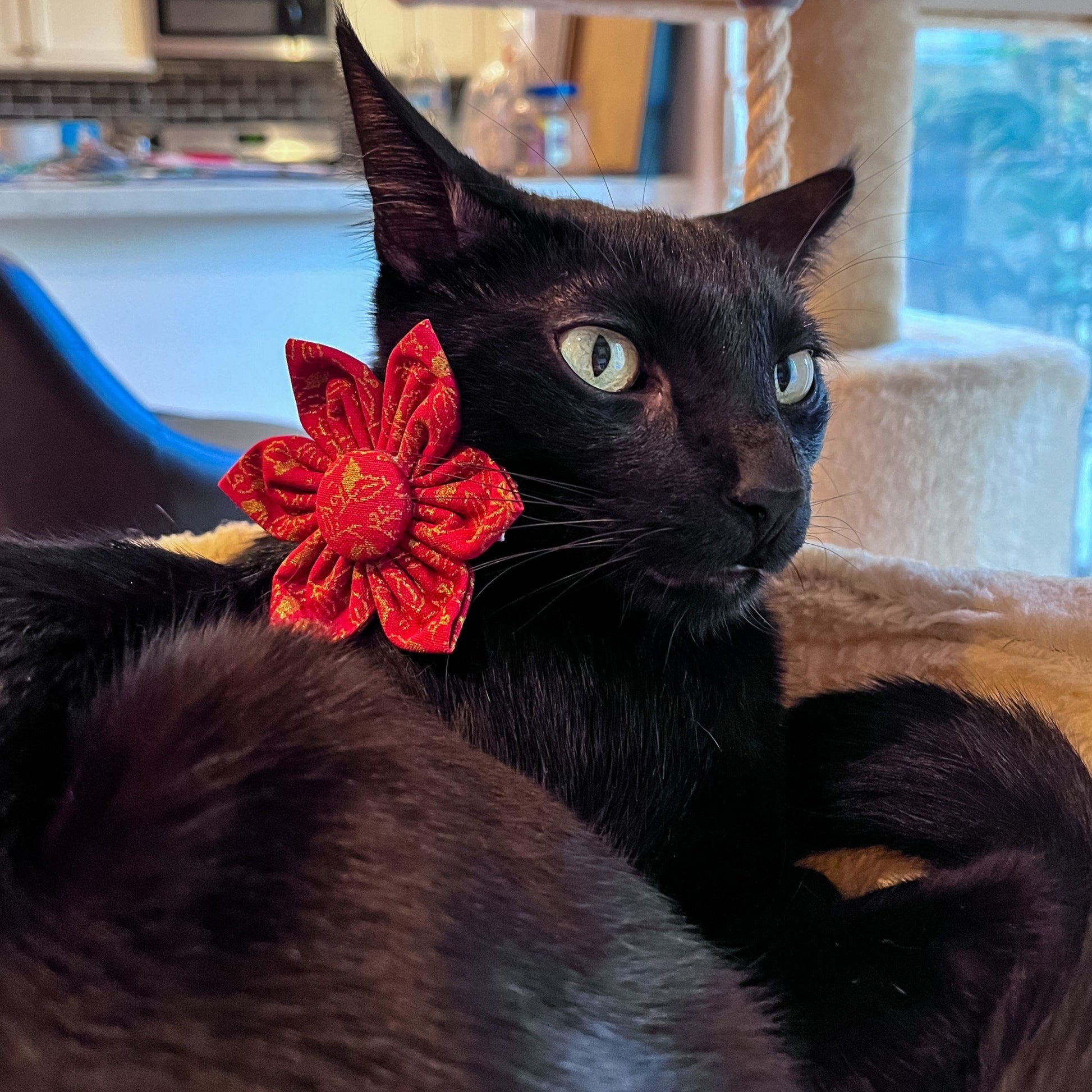 Milo-LuckyRedandGoldenLeaves-lowres5