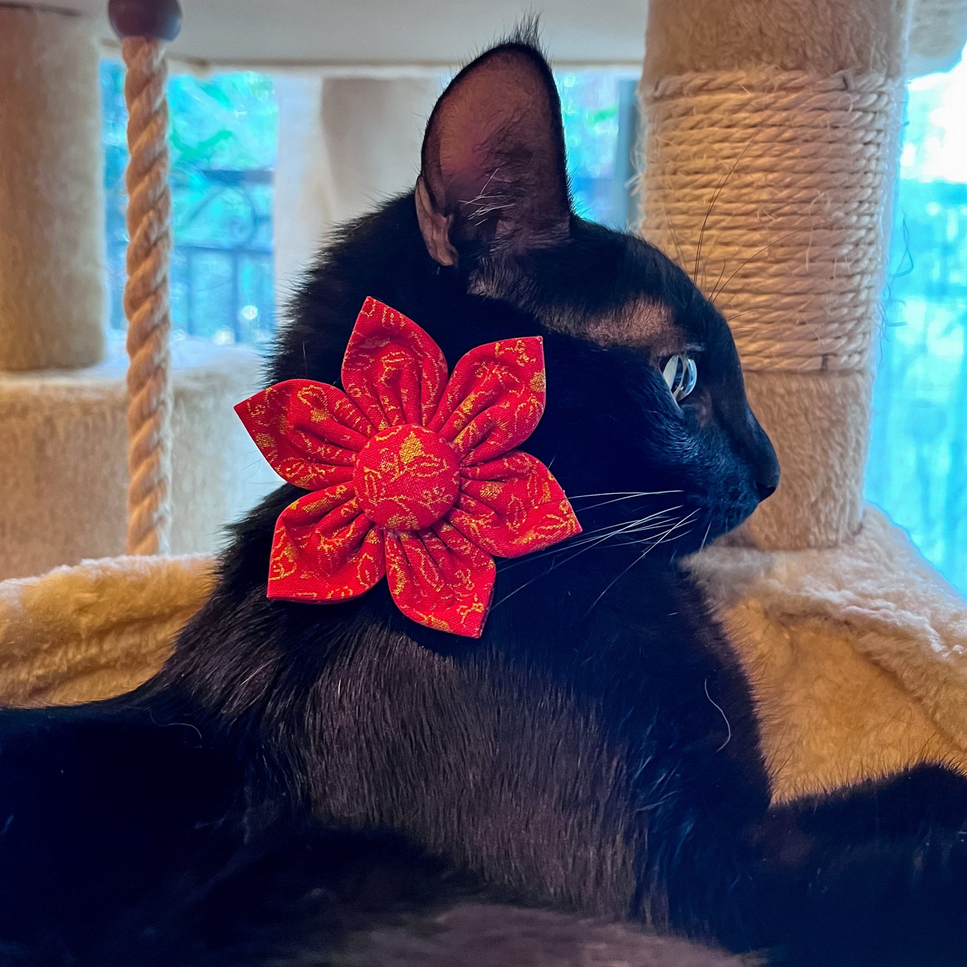 Milo - Lucky Red and Golden Leaves - low res 6