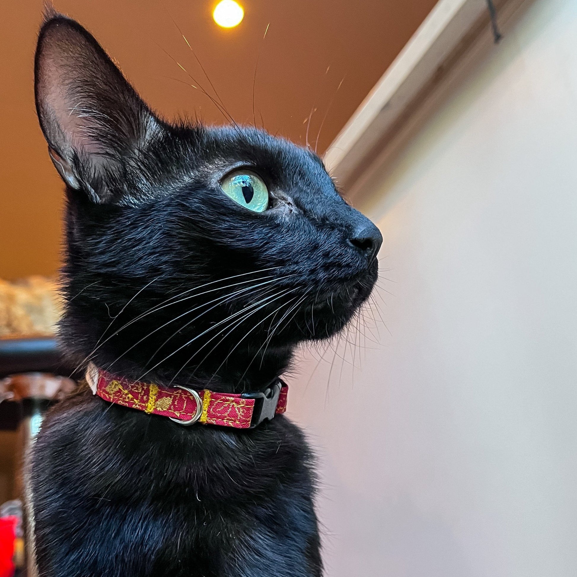 Milo-LuckyRedandGoldenLeaves-lowres7