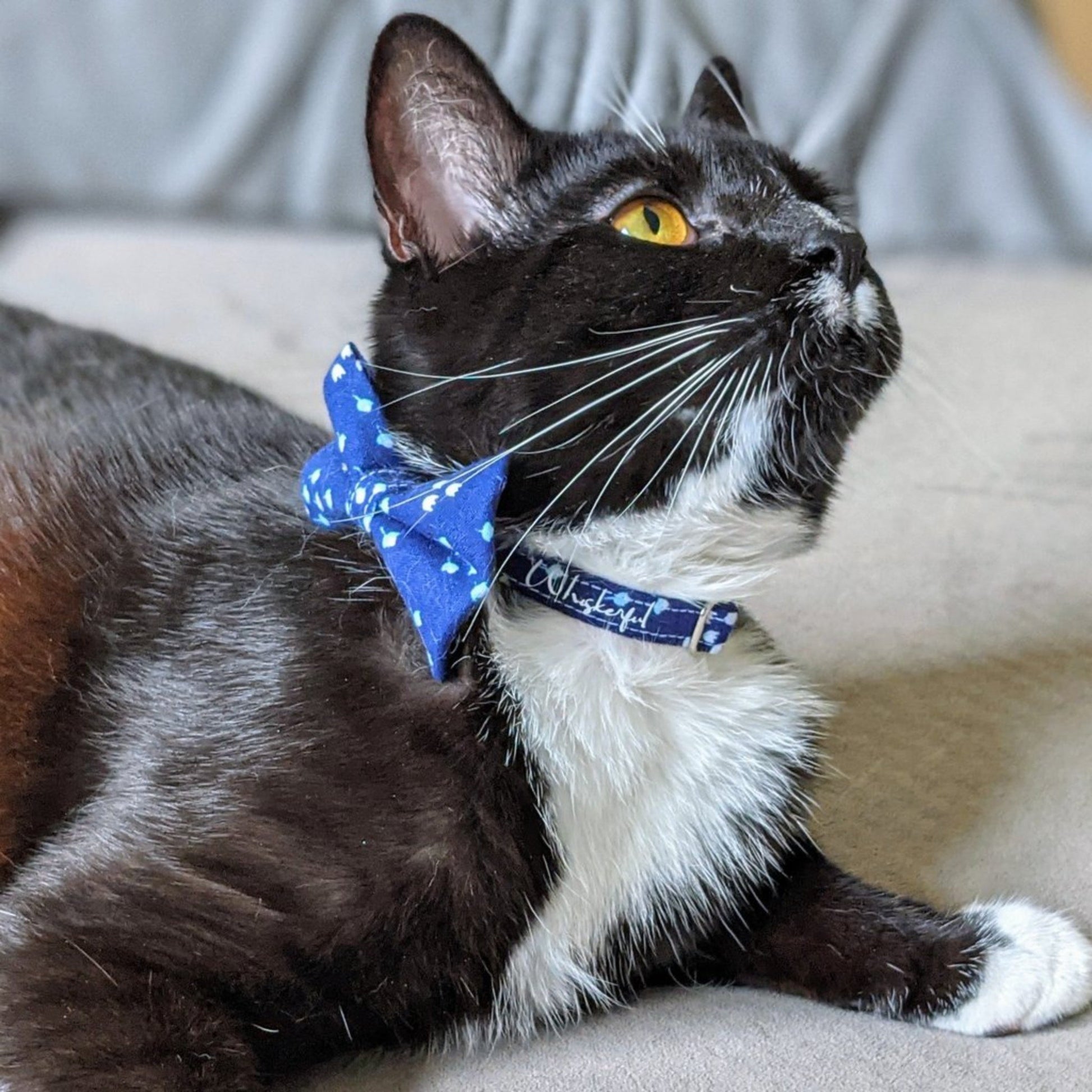 Navy Dog and Cat Collar - Whiskerful 1