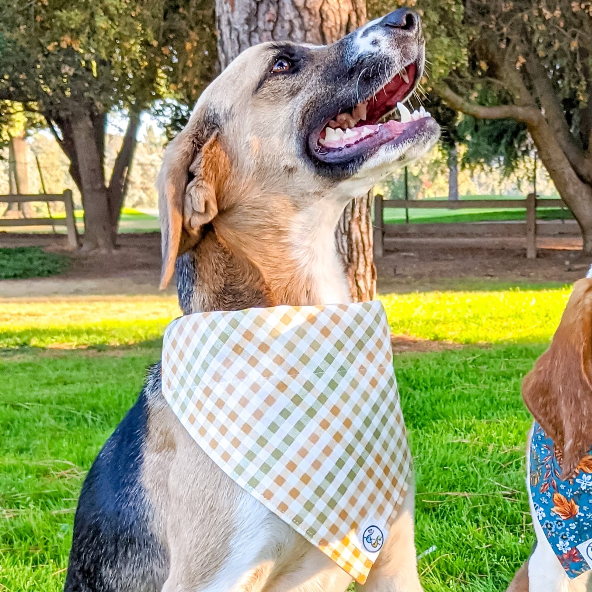 Orange Green Plaid_Bandana_lowres-Whiskerful