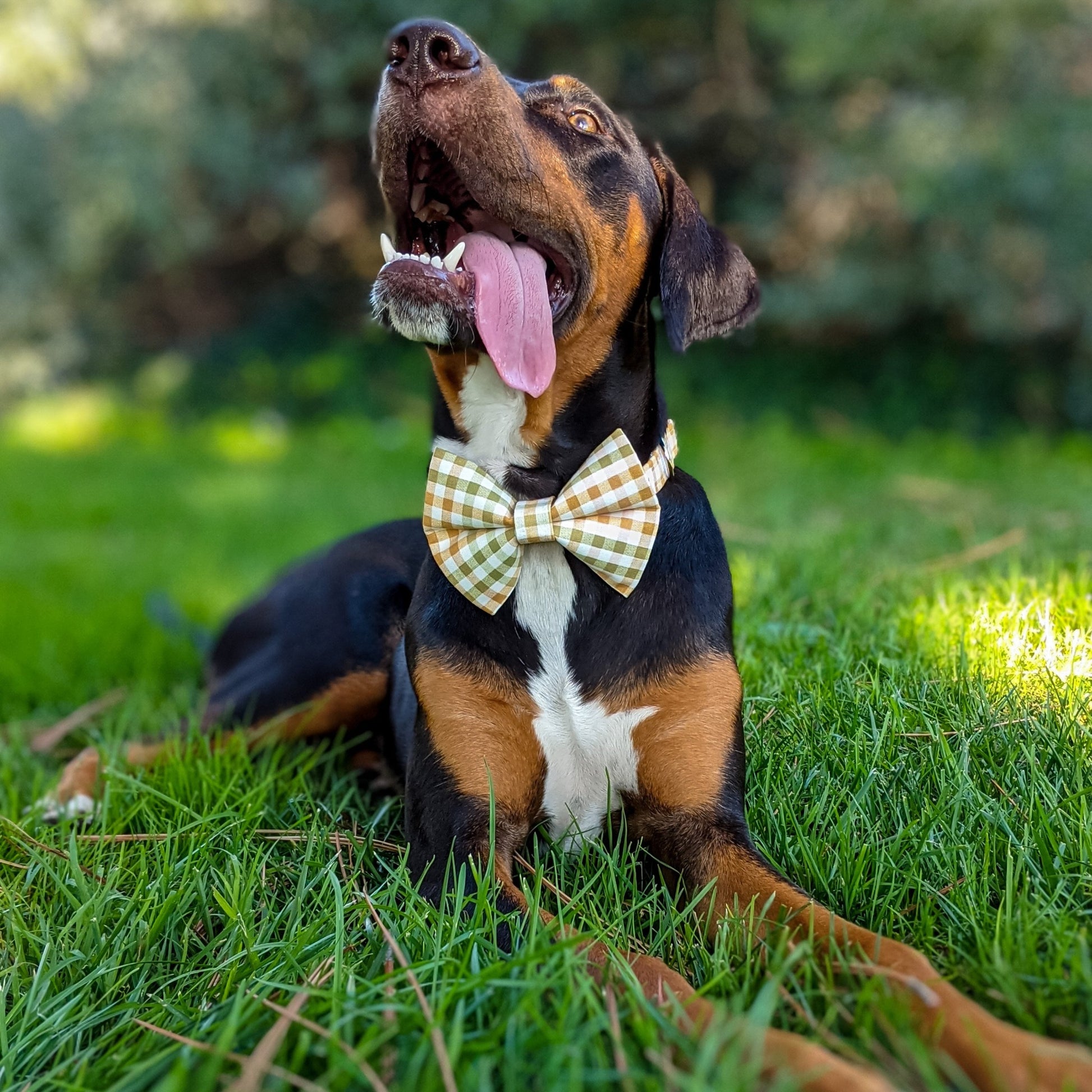 Bow Tie Dog Collars