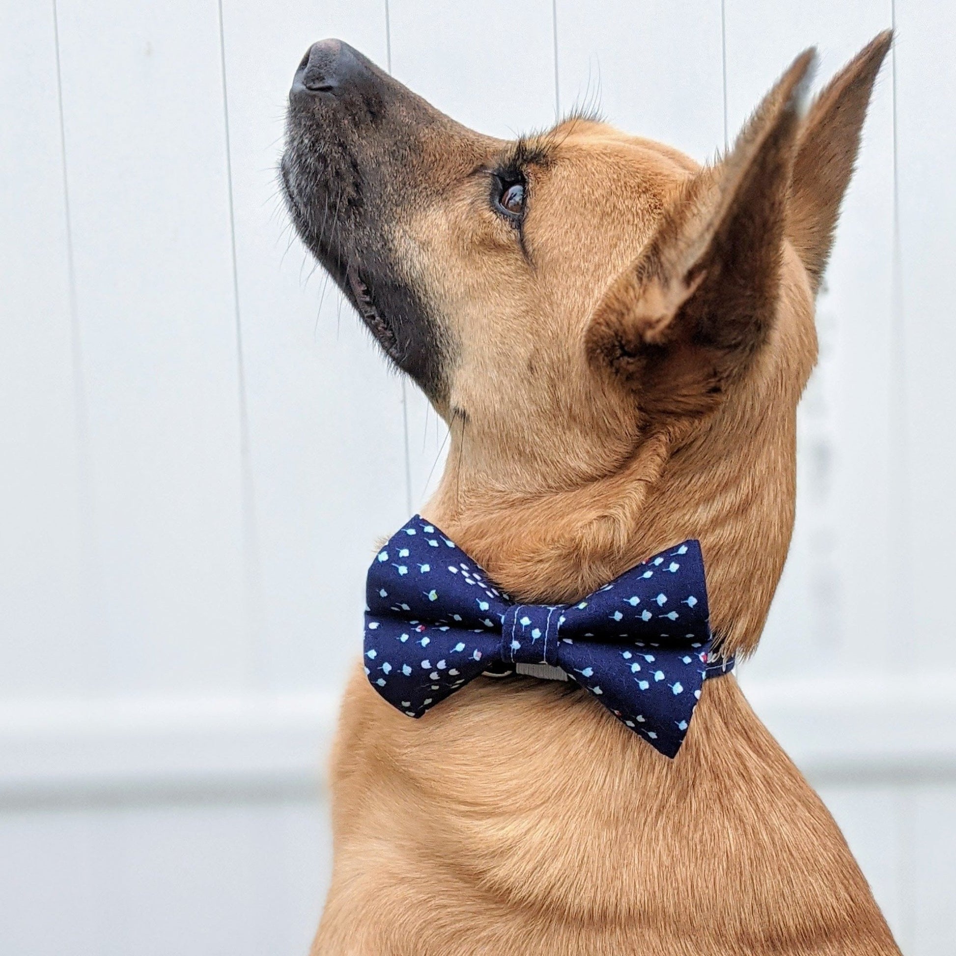 Navy Dog and Cat Bow Tie - Whiskerful 5