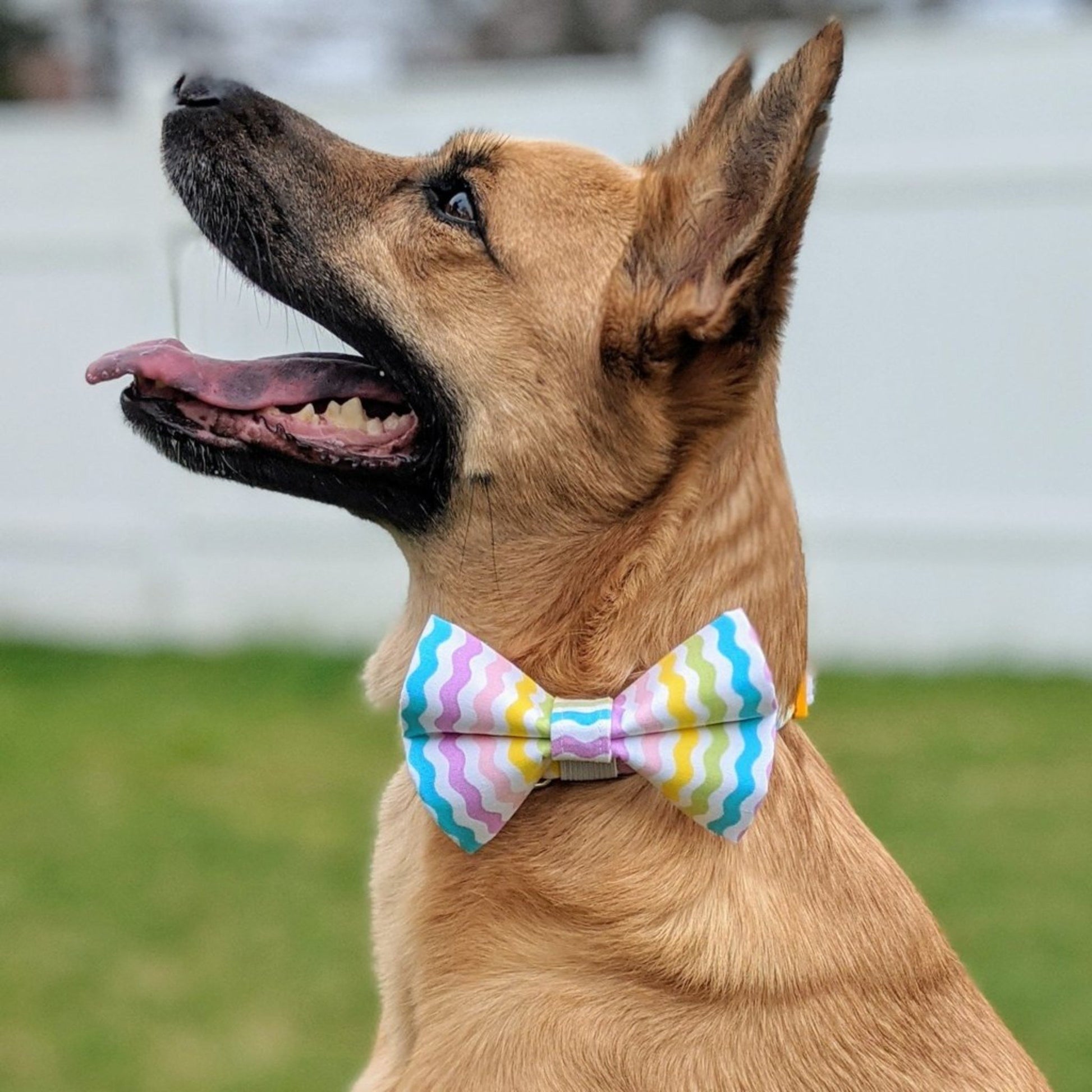 Pastel Rainbow Waves Collar and Bow Tie - Whiskerful 5