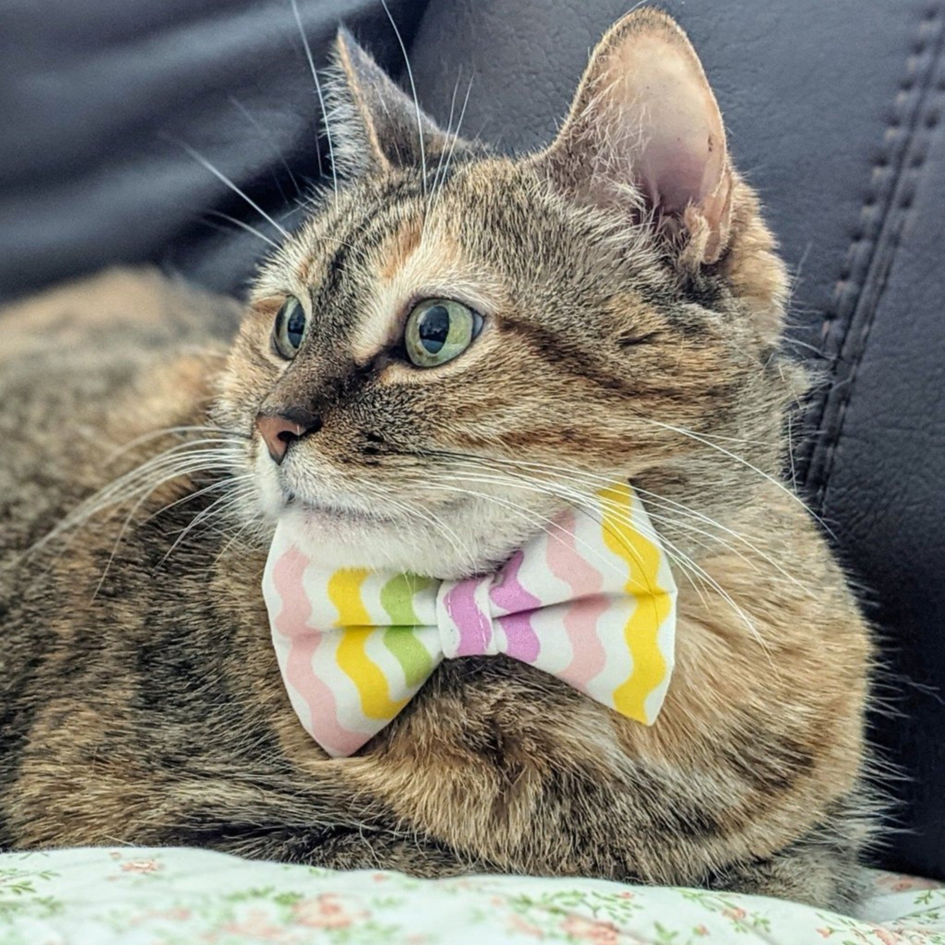 Pastel Rainbow Waves Collar and Bow Tie - Whiskerful 6