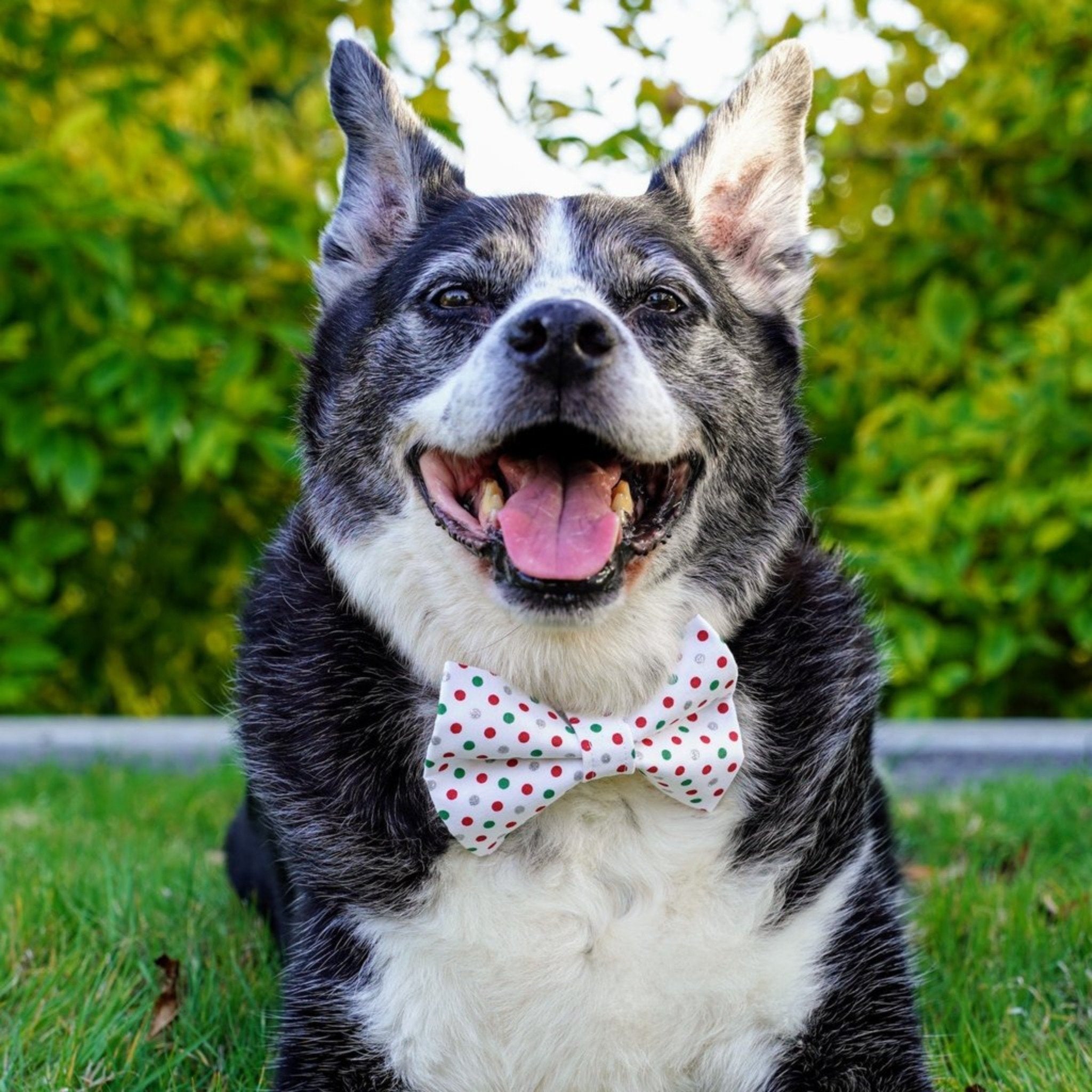 Red and Green Polka Dots Bow Tie for Dogs and Cats - Whiskerful 5