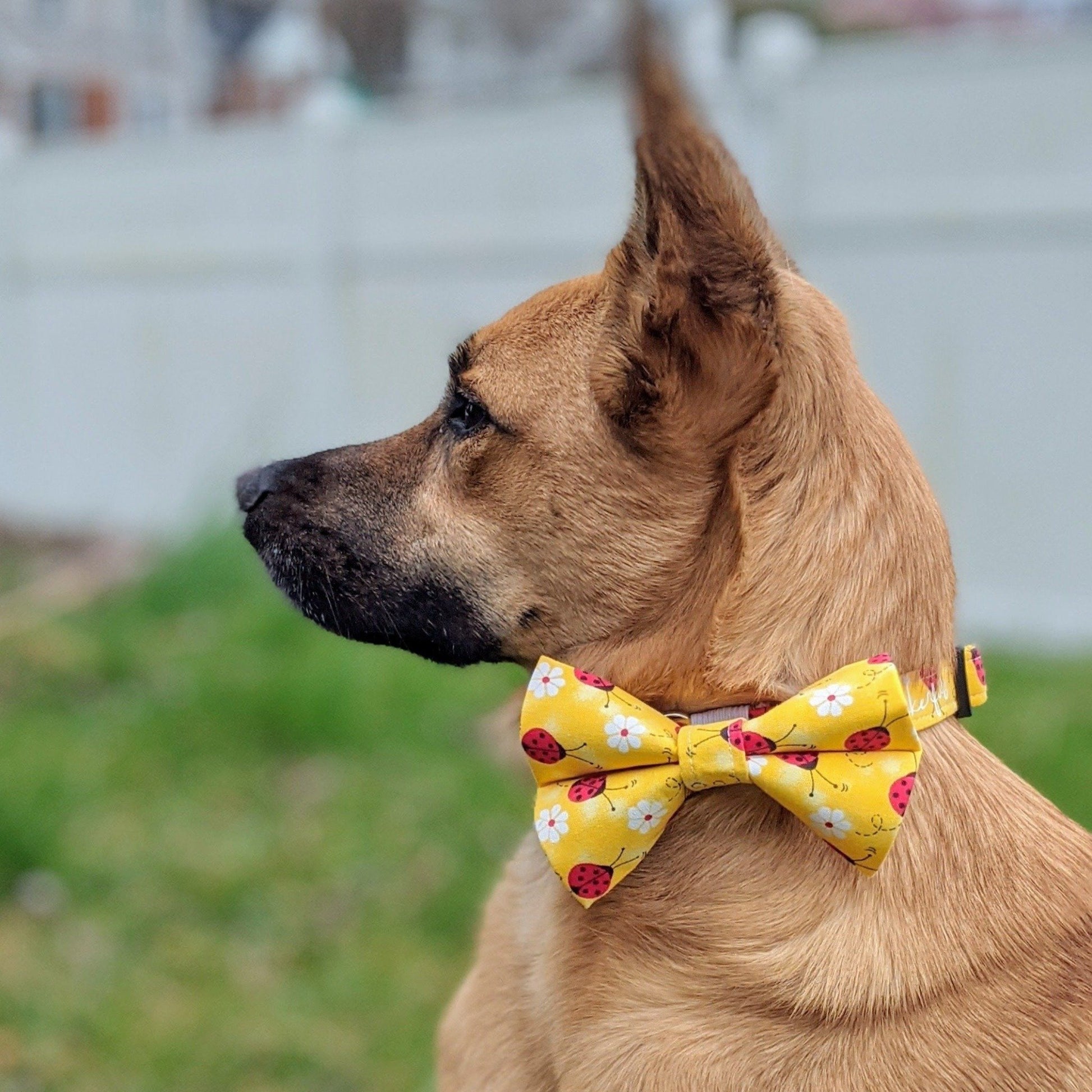 Yellow Lady Bug & Daisy Flower Collar and Bow Tie - Whiskerful 7