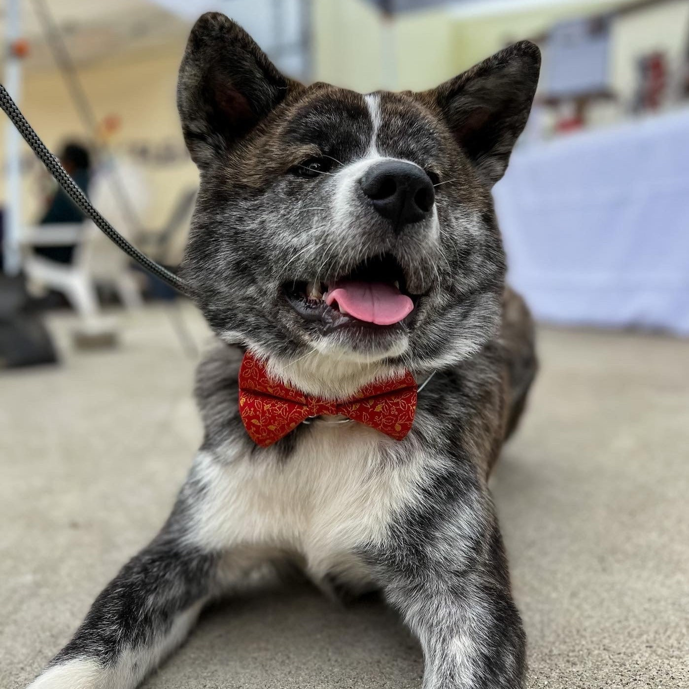Lucky Red and Golden Leaves Bow Tie